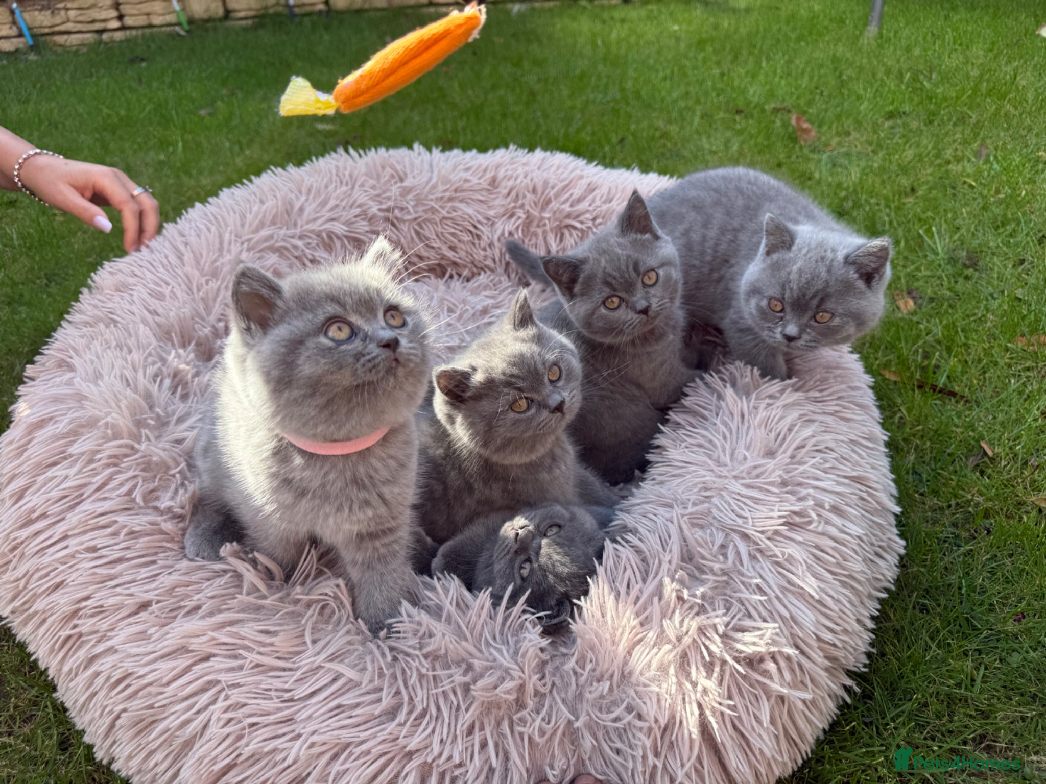 British Shorthair cats 🐾 British Shorthair Kittens – Carefully Raised - Advert 5