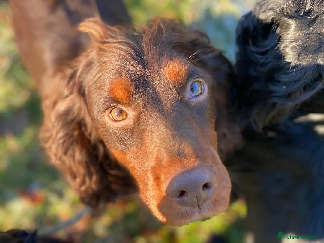 Cocker Spaniel dogs for stud: Sweet natured & handsome cocker stud dog in Bristol - Advert 3