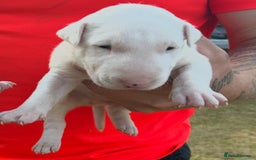 English Bull Terrier dogs for sale: Ready to leave !!! champion bloodlines kc reg - Image 18