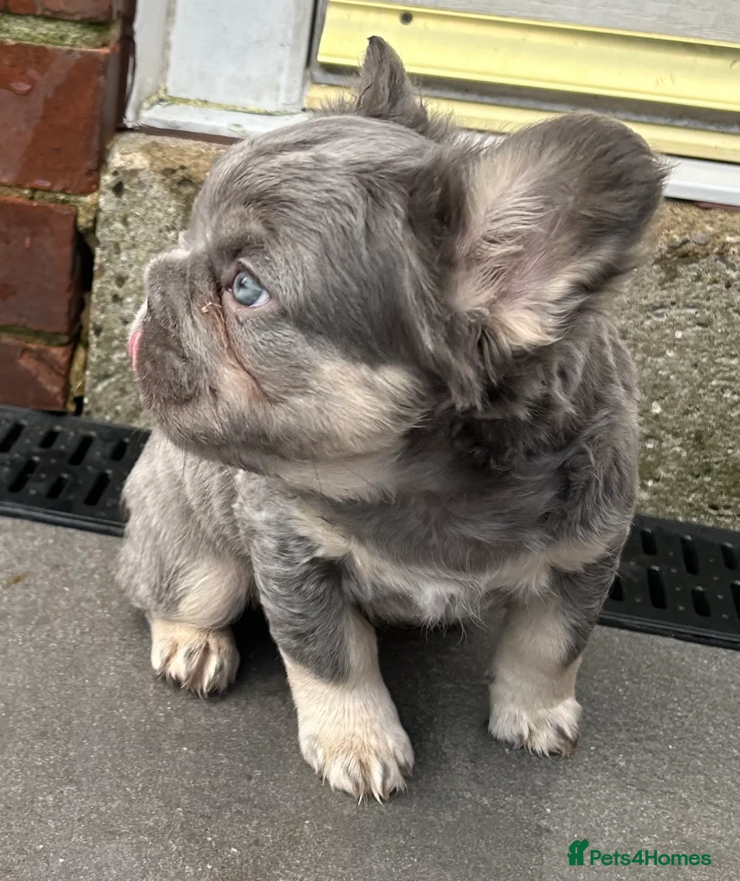 French Bulldog dogs for sale: Fluffy French bulldogs  ** s carrying pink - Advert 27