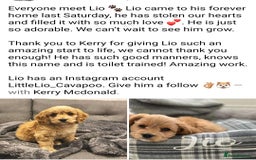Cavapoo dogs for sale: Stunning Deep red health tested f1 cavapoos  - Image 13