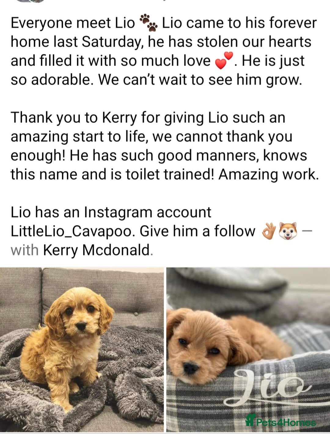 Cavapoo dogs for sale: Stunning Deep red health tested f1 cavapoos  - Image 13