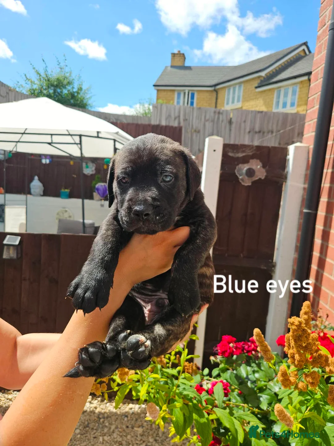 Cane Corso dogs for sale: Last puppy left - Advert 8