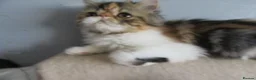 Persian cats for sale: Fantastic Female Persian kitten ready now - Advert 5