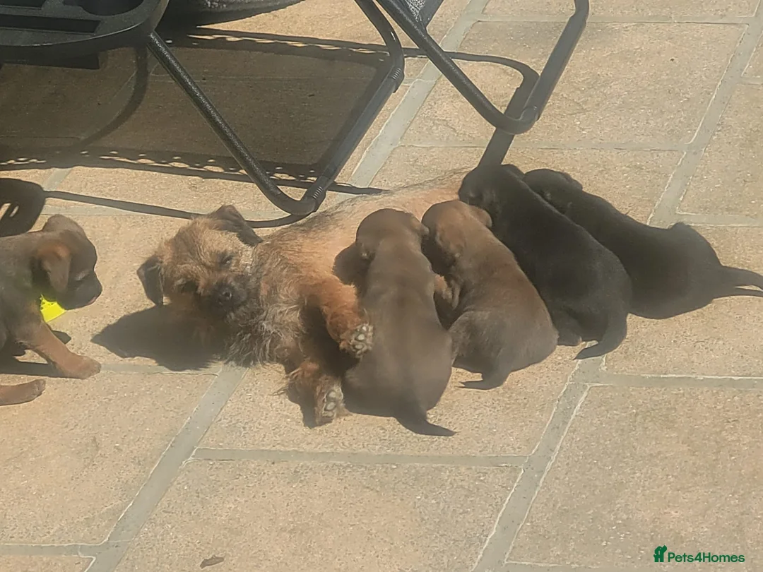 Border Terrier dogs for sale: Border Terriers – Ready for a Loving Forever Home - Advert 1