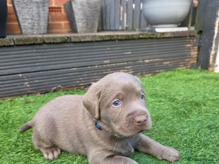 Labrador Retriever dogs Silver Labrador Puppies - Fully Health Tested - Advert 5