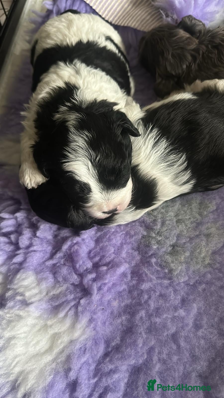 Lhasapoo dogs Stunning Lhasapoo Puppies Available.  - Advert 2