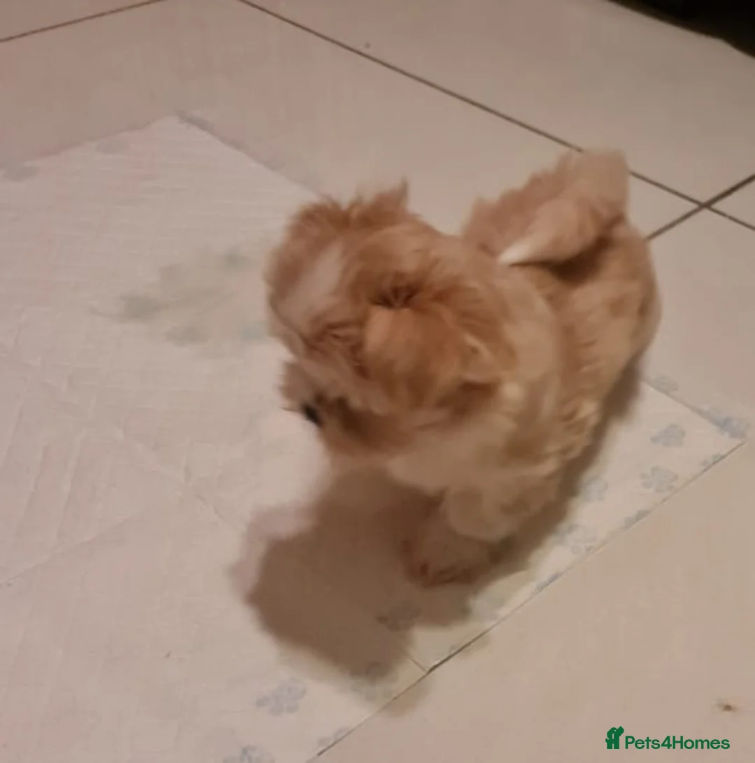 Mixed Breed dogs for sale: Havanese x Maltese Havamalts - Advert 17