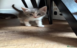 Domestic Shorthair cats for sale: Half bengal - Image 10