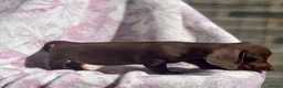 Miniature Dachshund dogs for sale: Miniature smooth coat dachshund puppies - Advert 11