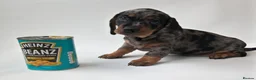 Miniature Dachshund dogs for stud: KC Chocolate dapple boy for stud very gentle. in Skegness - Advert 16