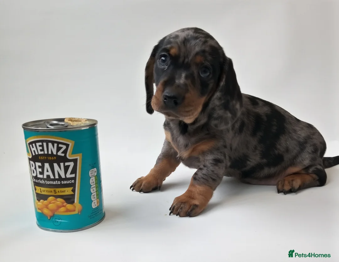 Miniature Dachshund dogs for stud: KC Chocolate dapple boy for stud very gentle. in Skegness - Advert 16