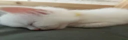 Ragdoll cats for sale: Beautiful ragdolls - Advert 4