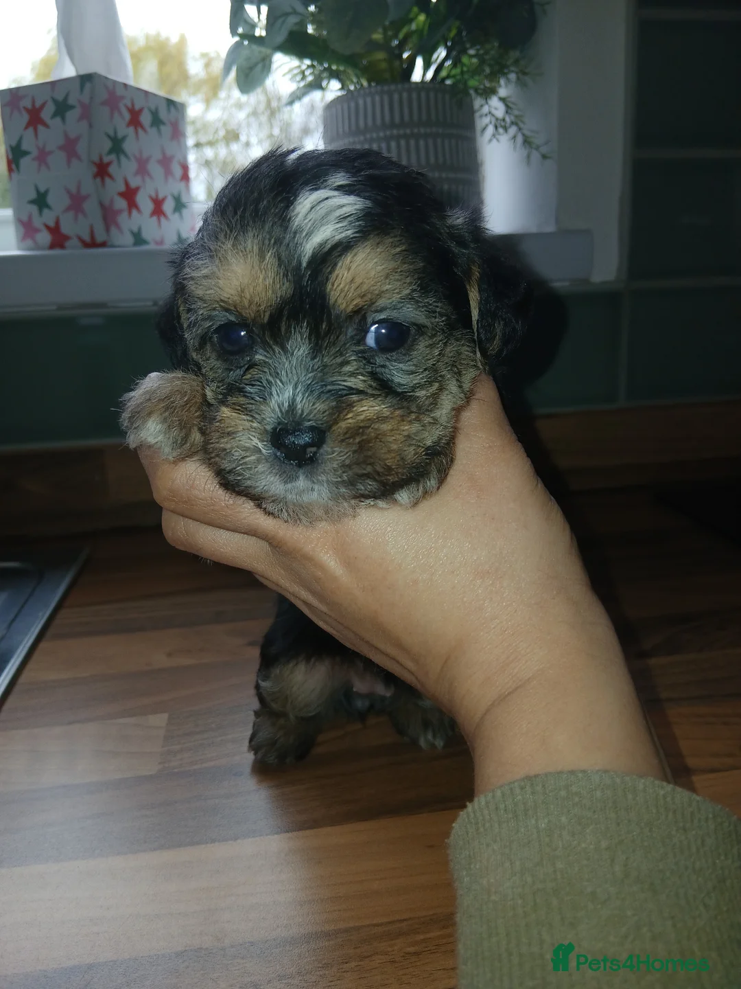 Mixed Breed dogs for sale: Cocker spaniel cross puppies - Advert 24