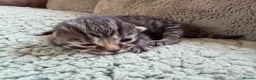 Mixed Breed cats for sale: Beautiful Kittens BSH Cross - Advert 24