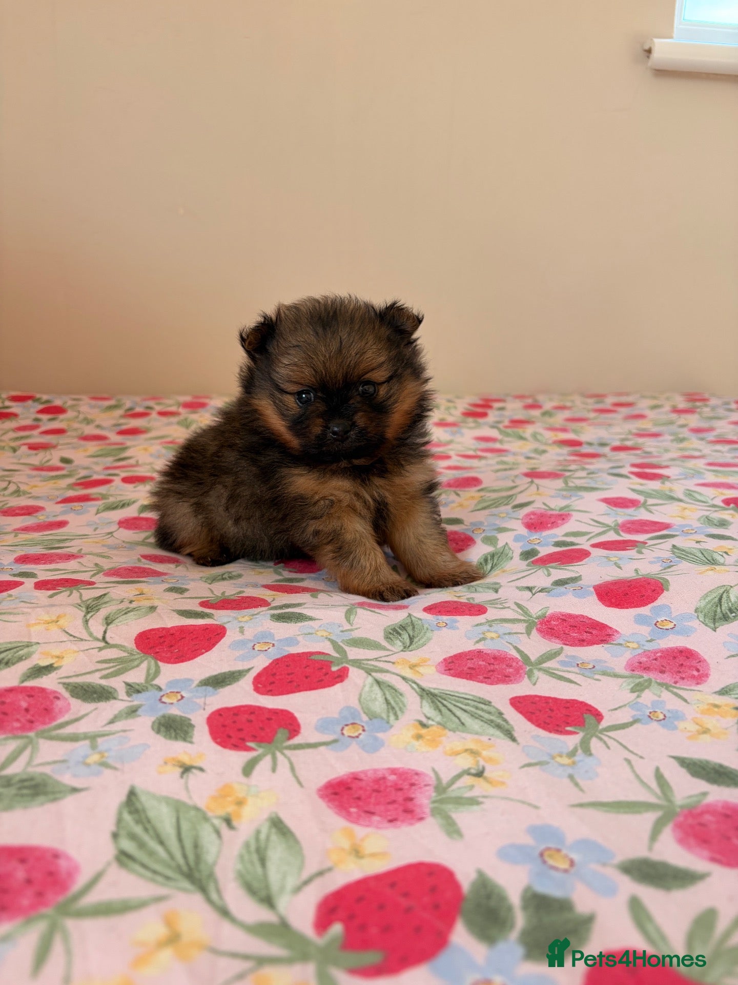 Pomeranian dogs One precious Baby boy  🩵 - Advert 1