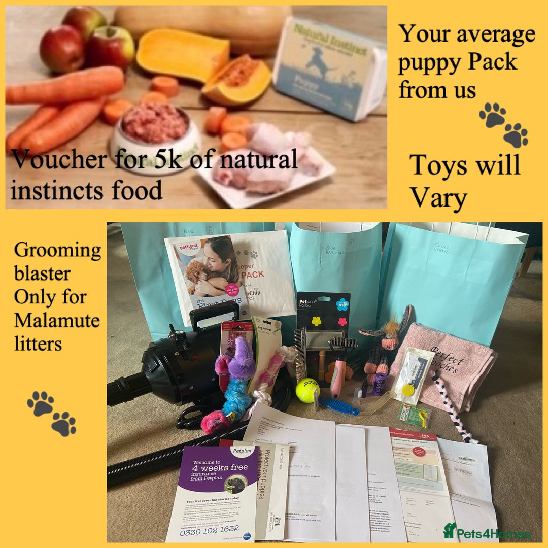 Maltipoo dogs for sale: Fully dna tested Maltipoos  - Image 18