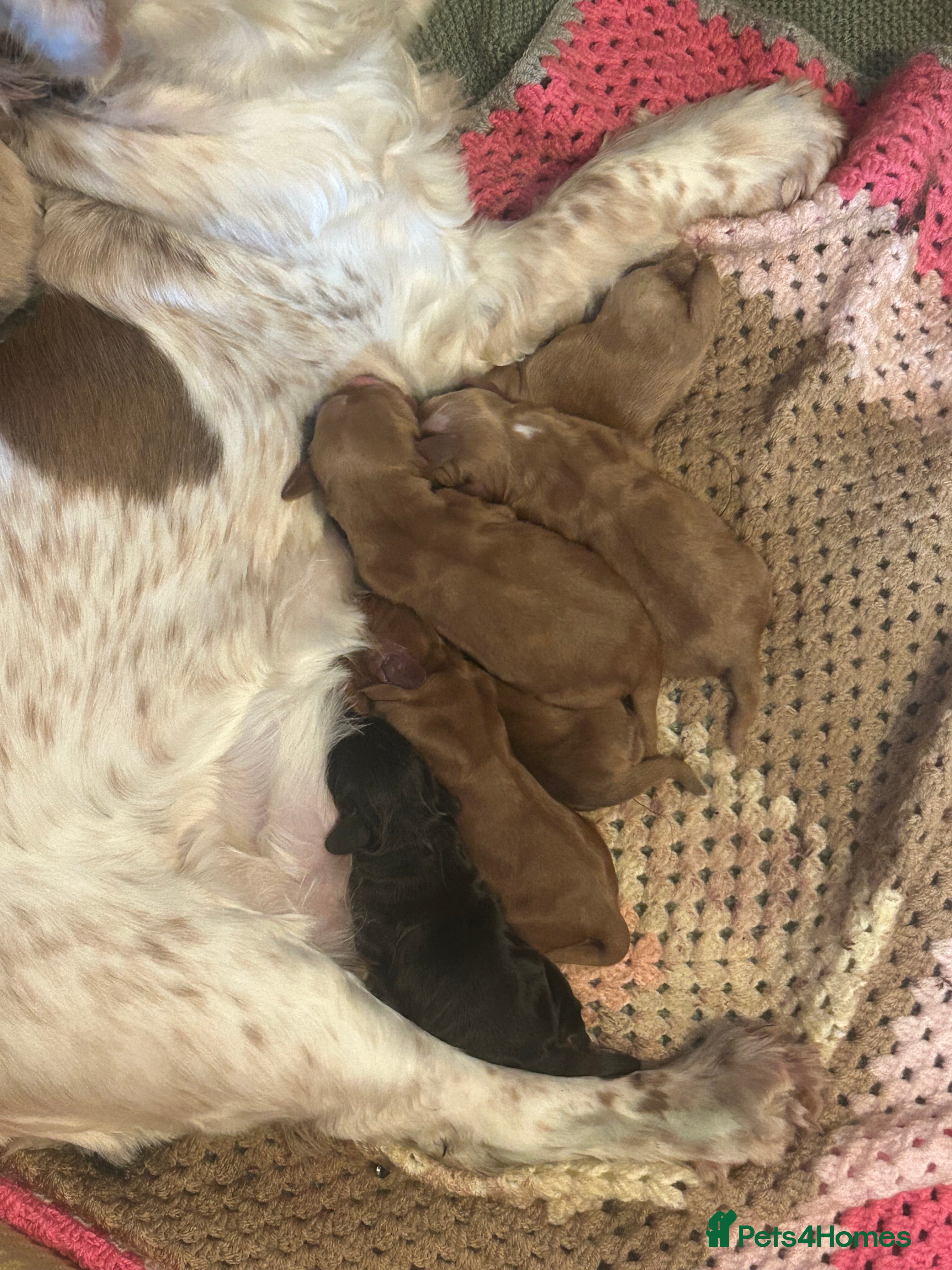 Cocker Spaniel dogs  SHOW true to type quality puppies 🐶  - Advert 18