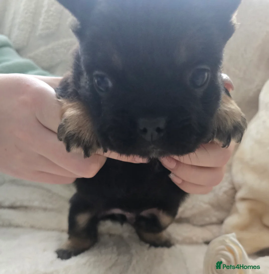 French Bulldog dogs for sale: Fluffy Frenchie  - Advert 8