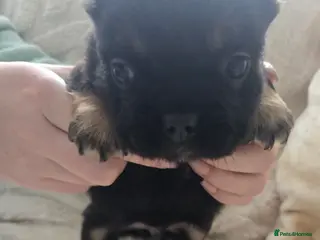 French Bulldog dogs Fluffy Frenchie - Advert 3