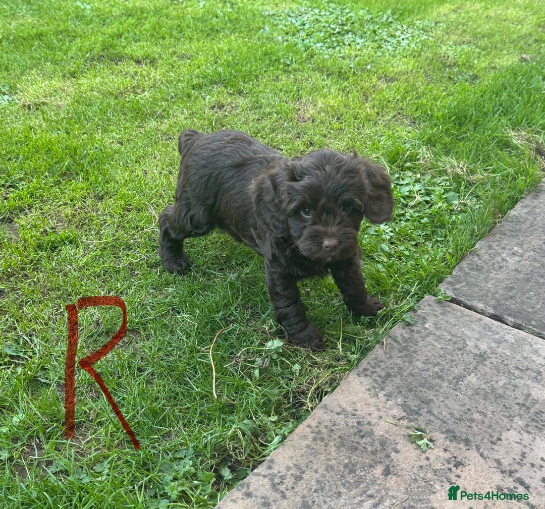 Cockapoo dogs for sale: Toy F1 Cockerpoo Puppies x2 girls x2 boys - Image 11