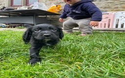 Cocker Spaniel dogs for sale: Working Cocker spaniel puppies for sale - Image 3