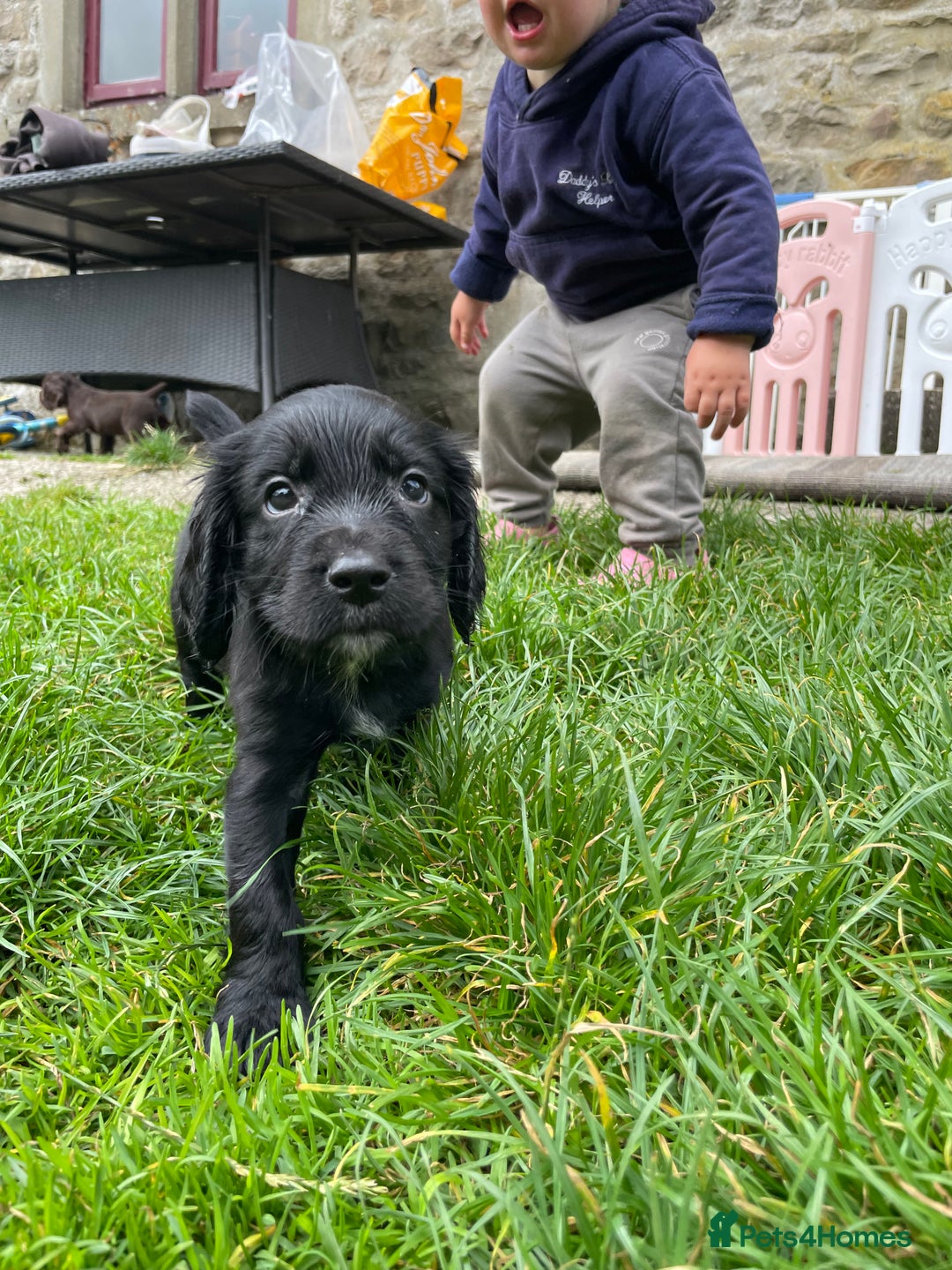 Cocker Spaniel dogs for sale: Working Cocker spaniel puppies for sale - Image 3