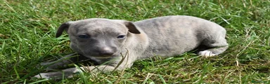 Whippet 8