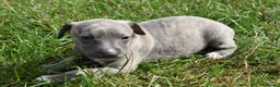 Whippet dogs for sale: Beautiful Pedigree Whippet Puppies.  in Boston - Advert 2