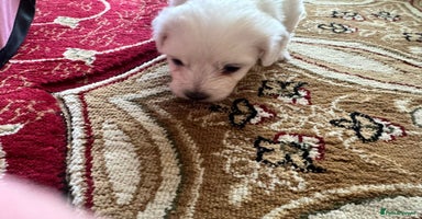 Maltese dogs - Advert 11