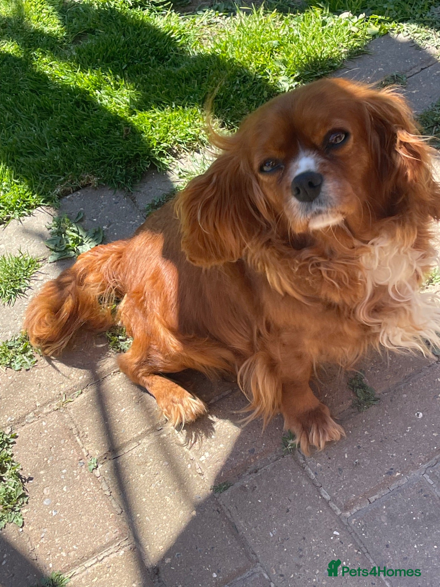 Cavalier King Charles Spaniel dogs Cavalier King Charles spaniels  - Advert 1