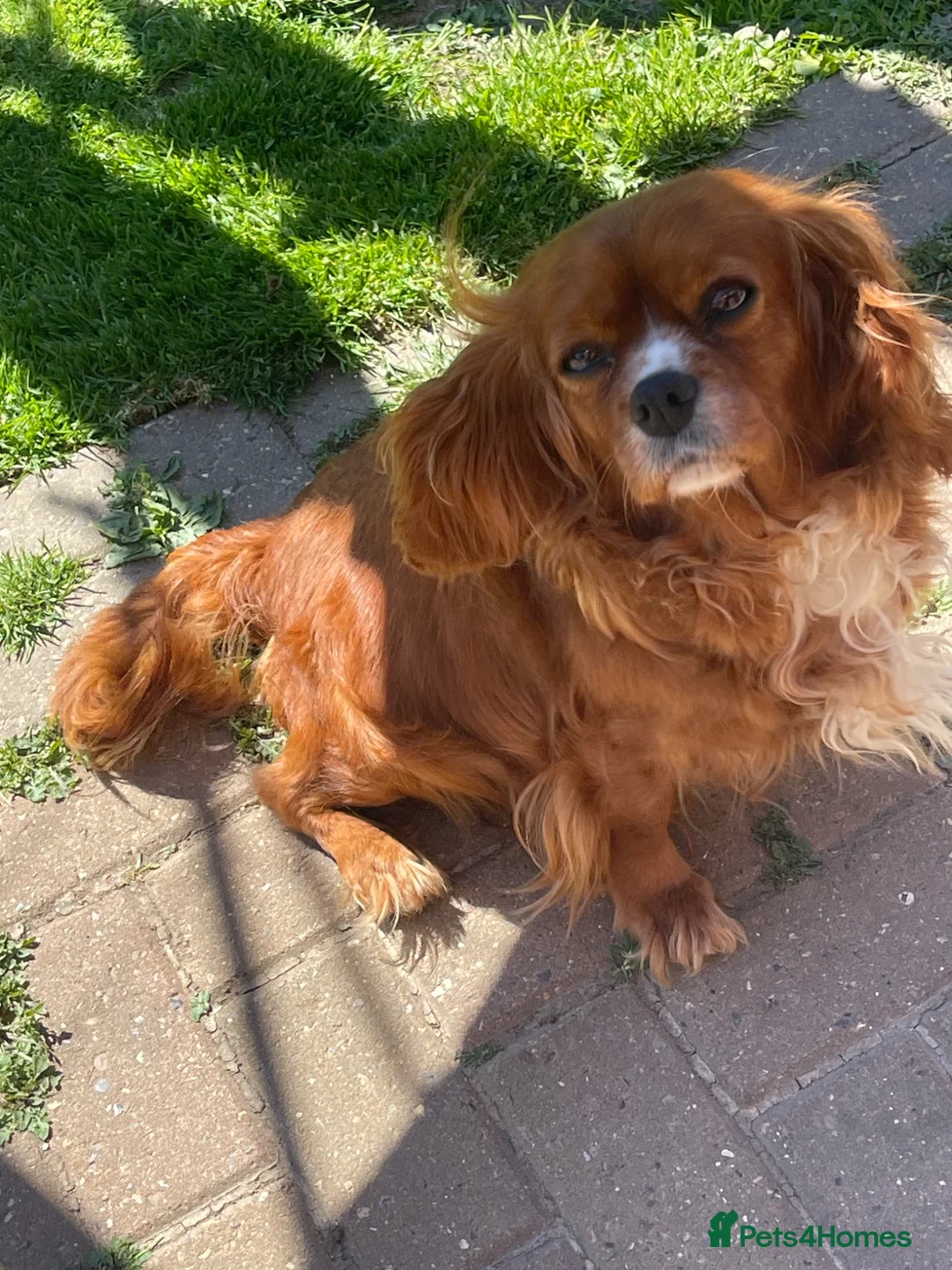 Cavalier King Charles Spaniel dogs for sale: Cavalier King Charles spaniels  - Advert 1