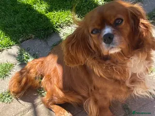 Cavalier King Charles Spaniel dogs Cavalier King Charles spaniels - Advert 3