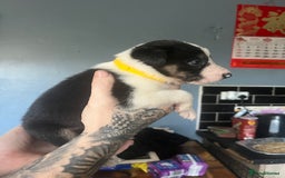 Border Collie dogs for sale: Border collie puppies - Image 7