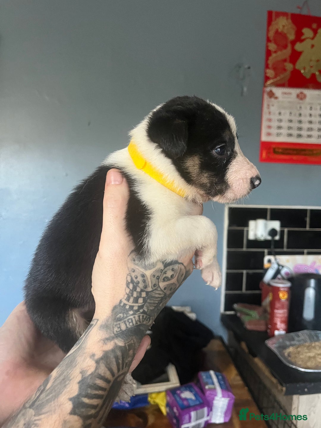 Border Collie dogs for sale: Border collie puppies - Image 7