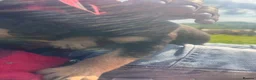 Mixed Breed dogs for sale: Beautiful puppies  - Advert 9