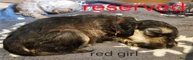 Red girl