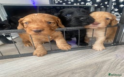 Cocker Spaniel dogs for sale: Working Cocker spaniel puppies for sale - Image 1