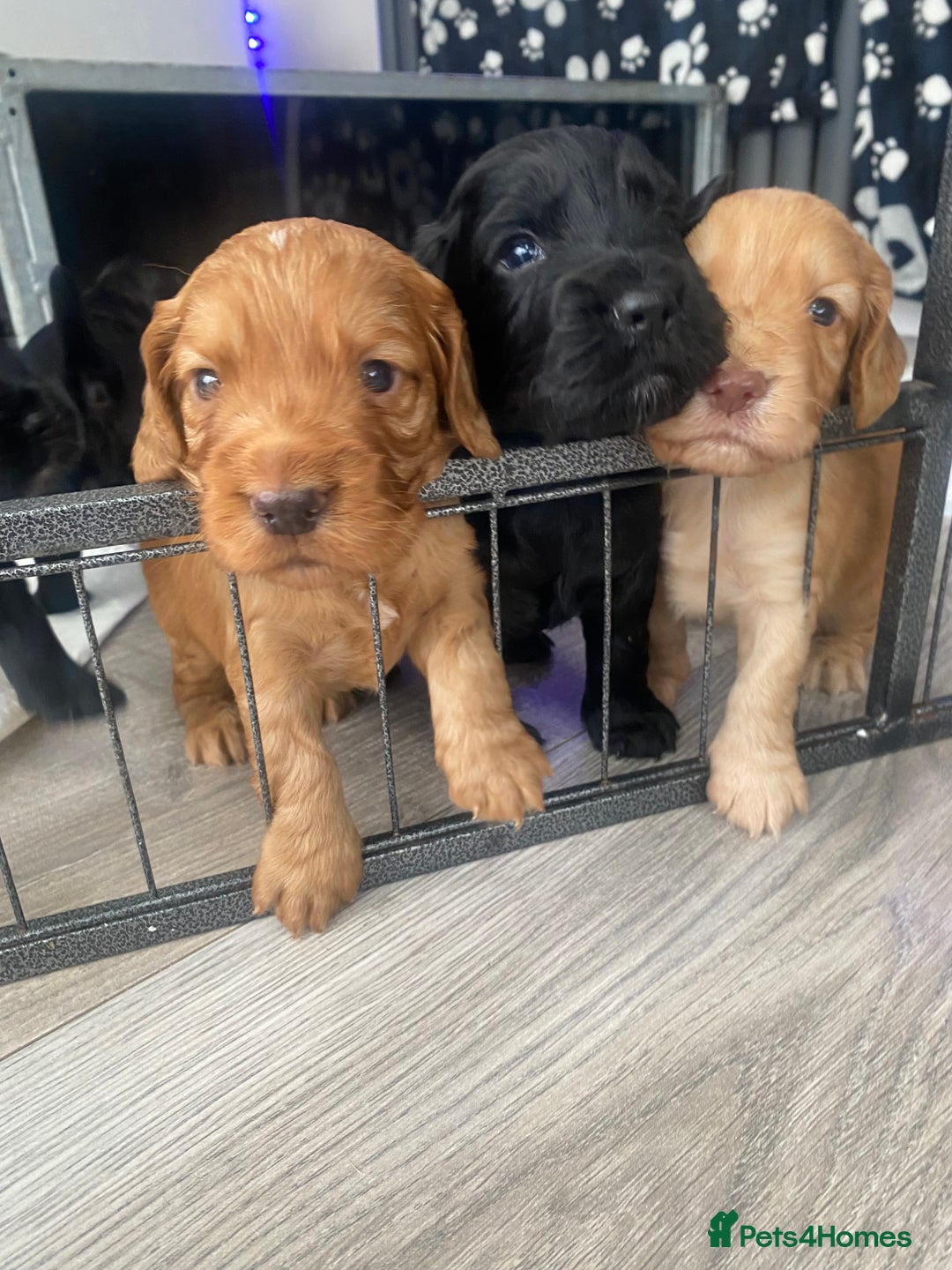 Cocker Spaniel dogs for sale: Working Cocker spaniel puppies for sale - Image 1