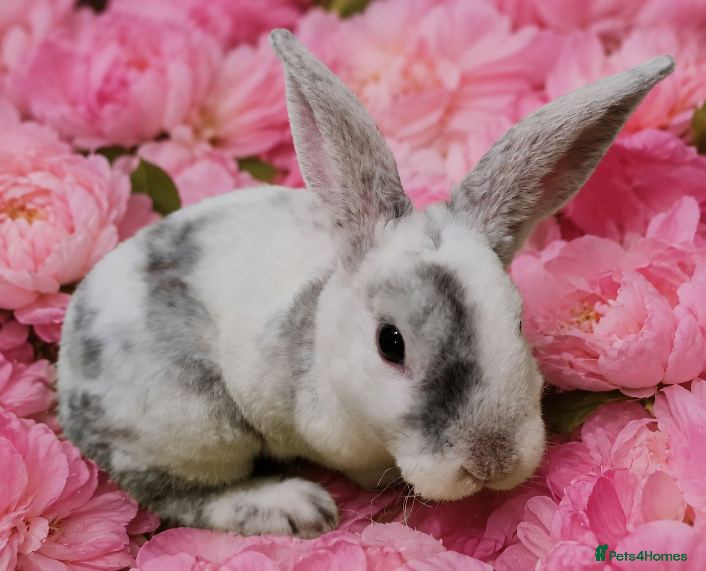 Mini Lop rabbits Mini lop plush x rex females. Ready now - Advert 19