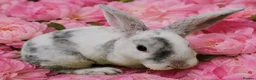 Mini Lop rabbits for sale: Mini lop plush x mini rex. 3 doe kits - Advert 4