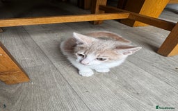 Mixed Breed cats for sale: Two male kittens  - Image 3