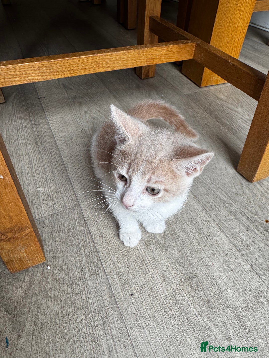 Mixed Breed cats for sale: Two male kittens  - Image 3