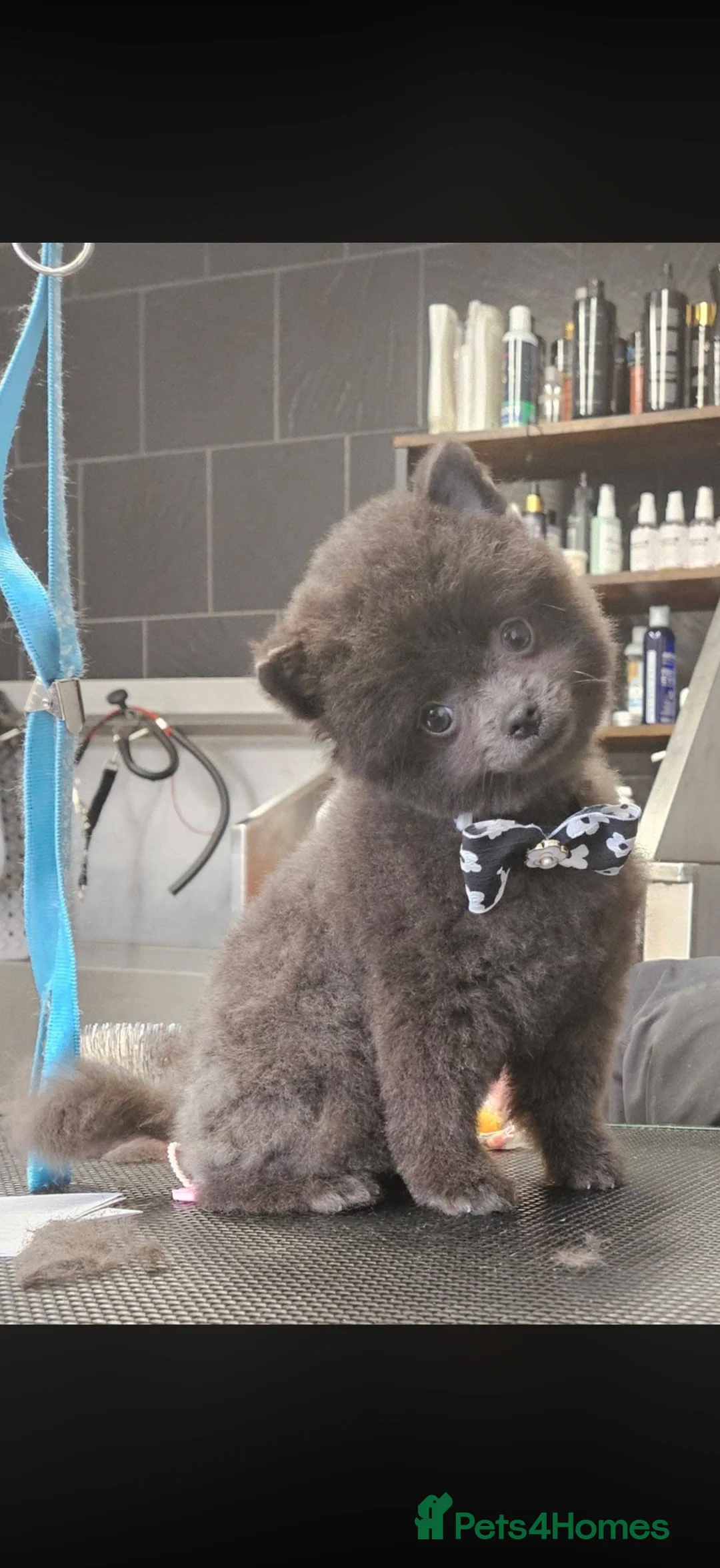 Pomeranian dogs for stud: Chocolate merle stud Pomeranian  - Advert 6
