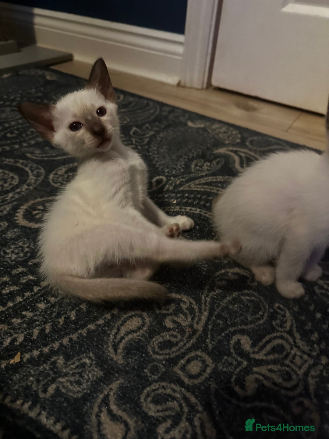 Siamese cats for sale: Beautiful Siamese females  - Advert 3