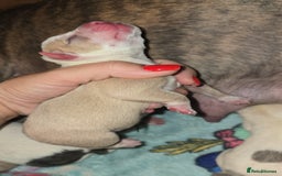 Mixed Breed dogs for sale: Pocket bullies x blue staff - Image 1