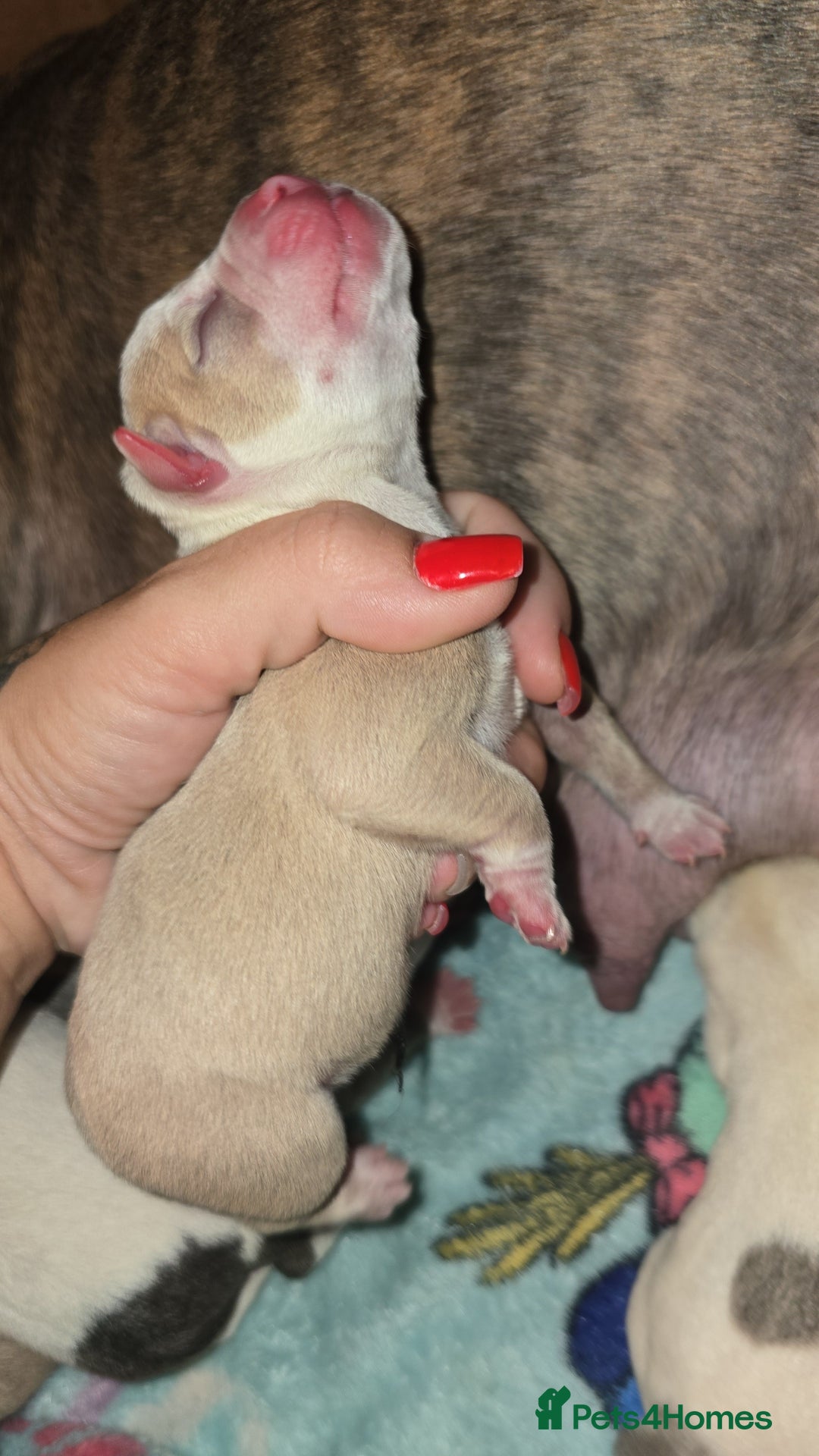 Mixed Breed dogs for sale: Pocket bullies x blue staff - Image 1