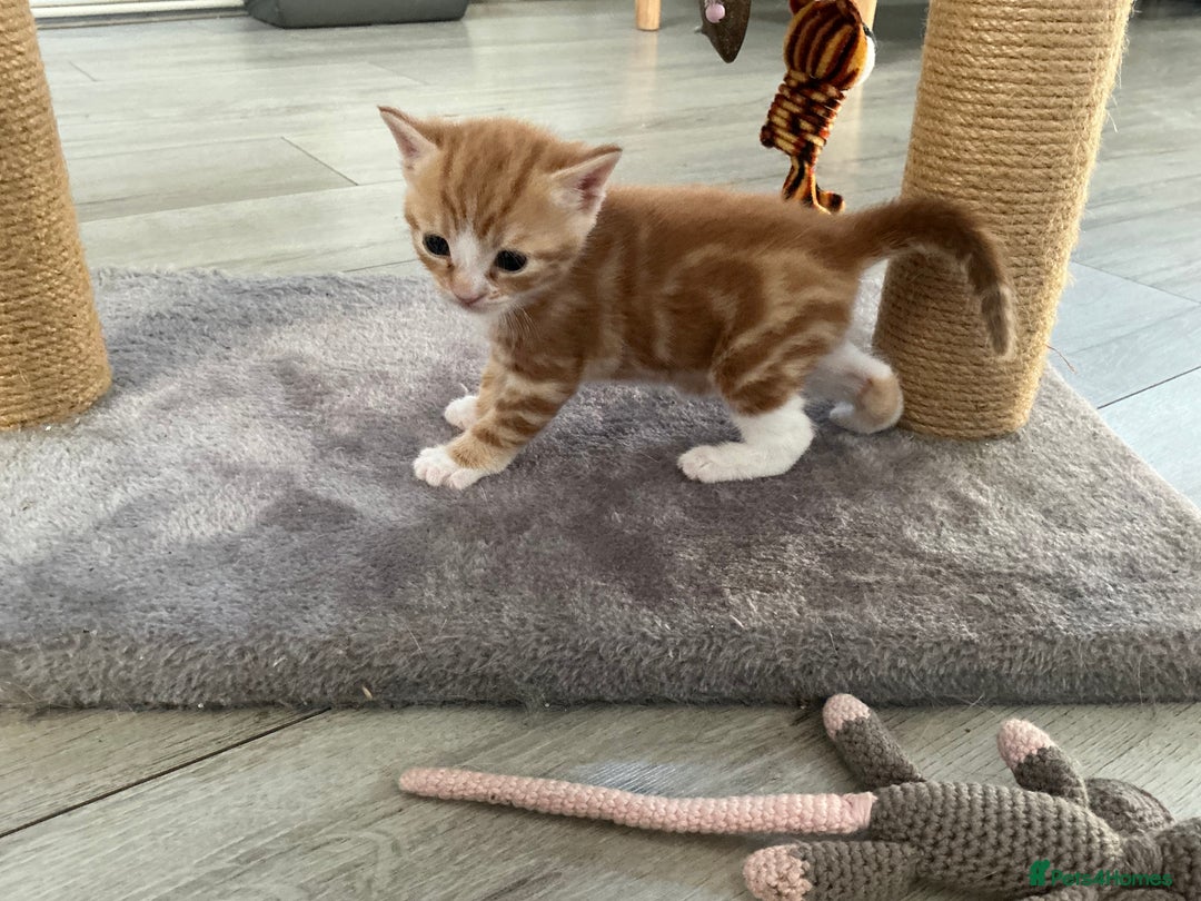Domestic Shorthair cats for sale: Kittens for sale  - Image 4