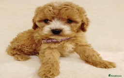 Cavapoo dogs for sale: Cavapoo puppies. - Image 7