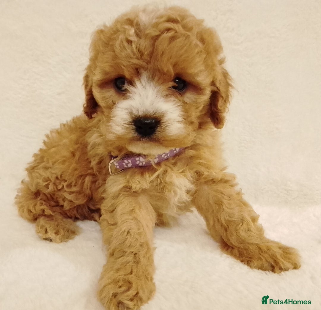 Cavapoo dogs for sale: Cavapoo puppies. - Image 7